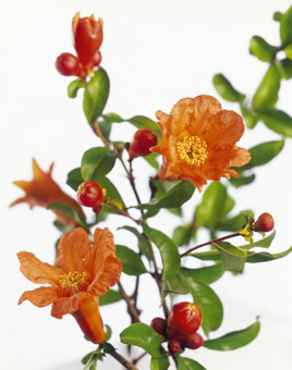 Pomgranate flower