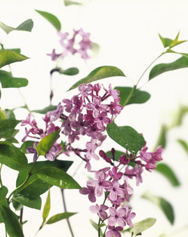 Lilac flower