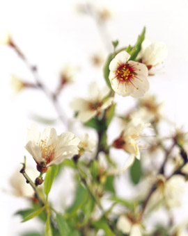 Almond  tree flower
