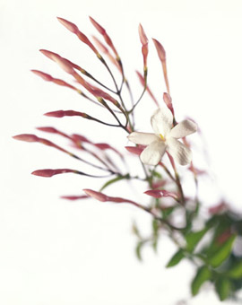 Jasmin flower