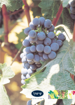 A bunch of grapes