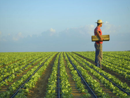 A farmer in a lettuce field