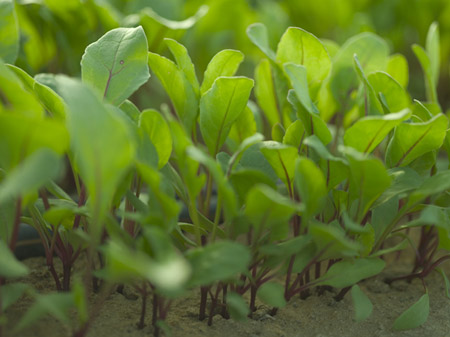 Beet plant