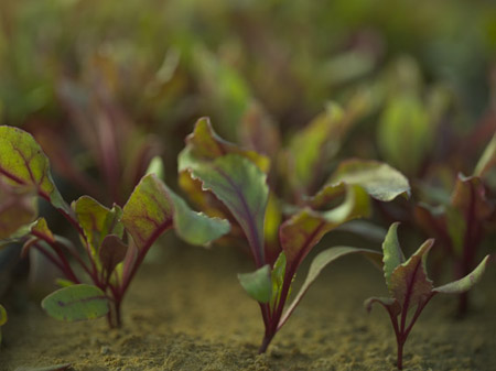 Beet plant