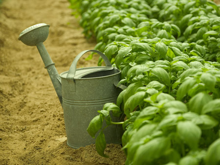 Basil field with watering can